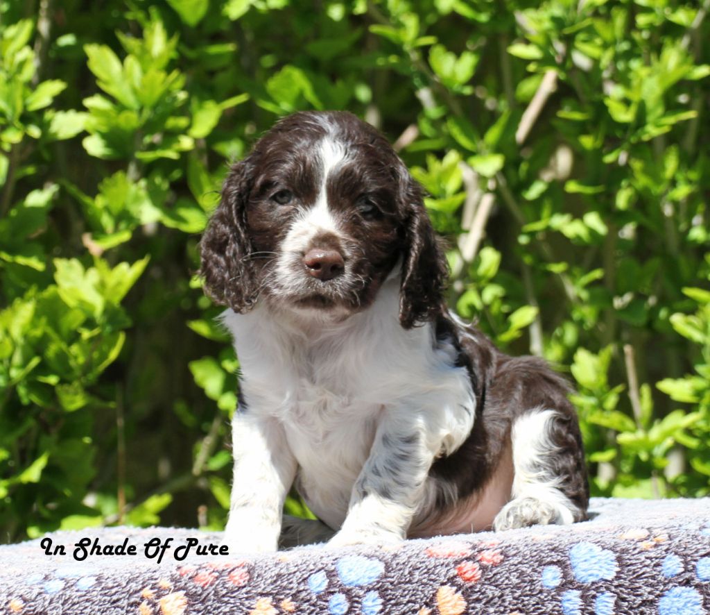 in Shade of Pure - Chiots disponibles - English Springer Spaniel