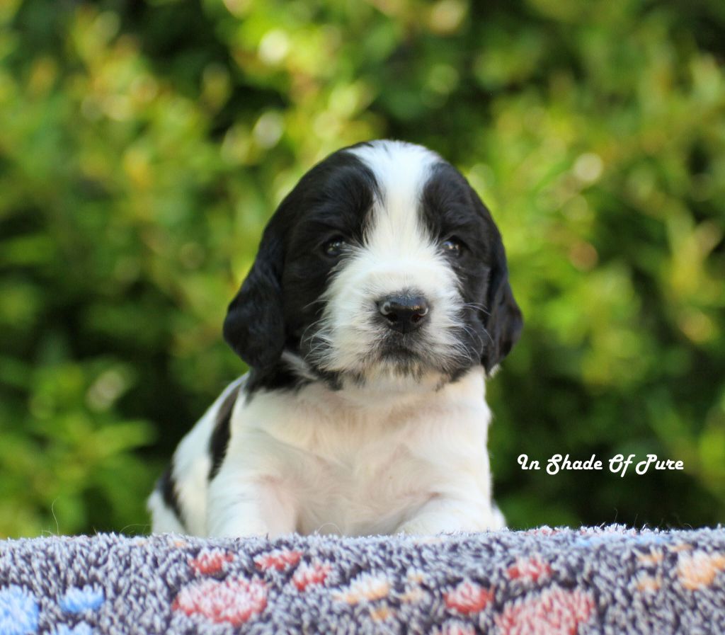 in Shade of Pure - Chiots disponibles - English Springer Spaniel