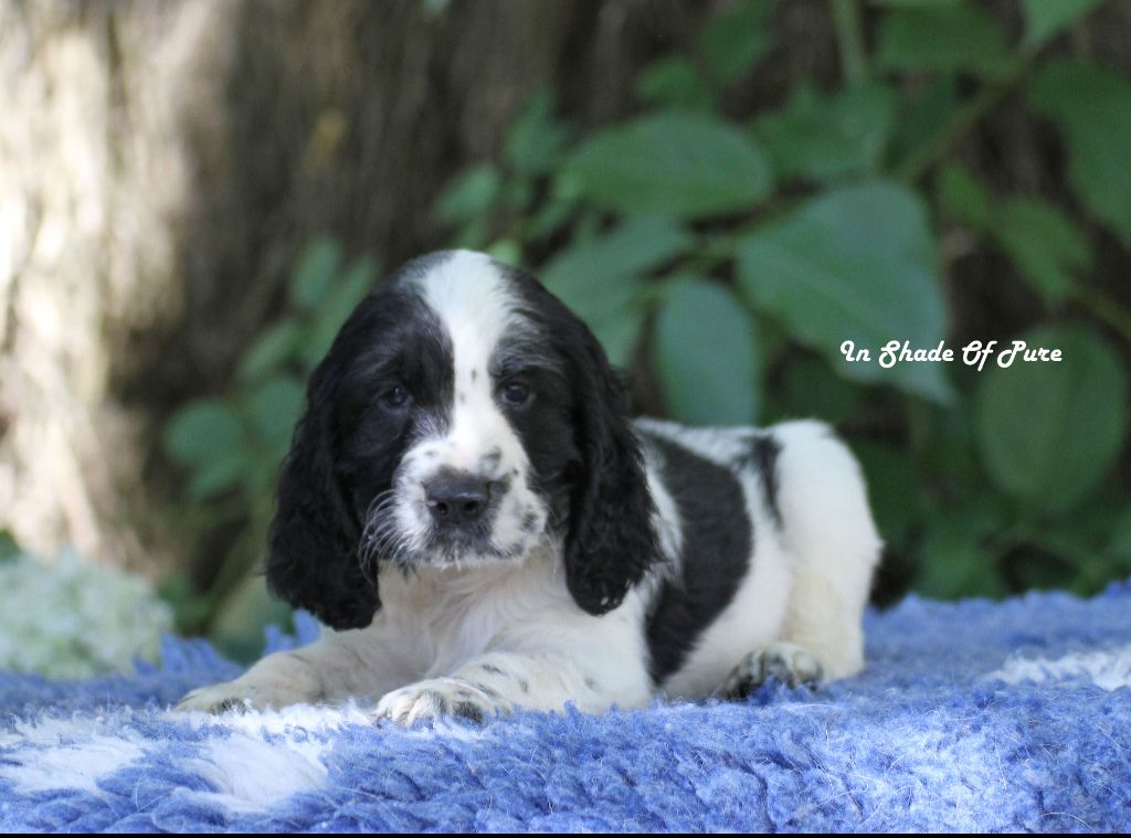 in Shade of Pure - Chiots disponibles - English Springer Spaniel