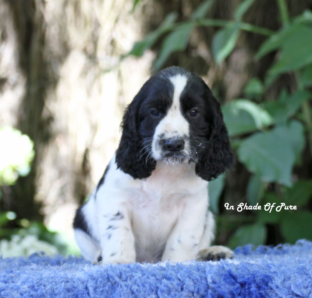 in Shade of Pure - Chiots disponibles - English Springer Spaniel